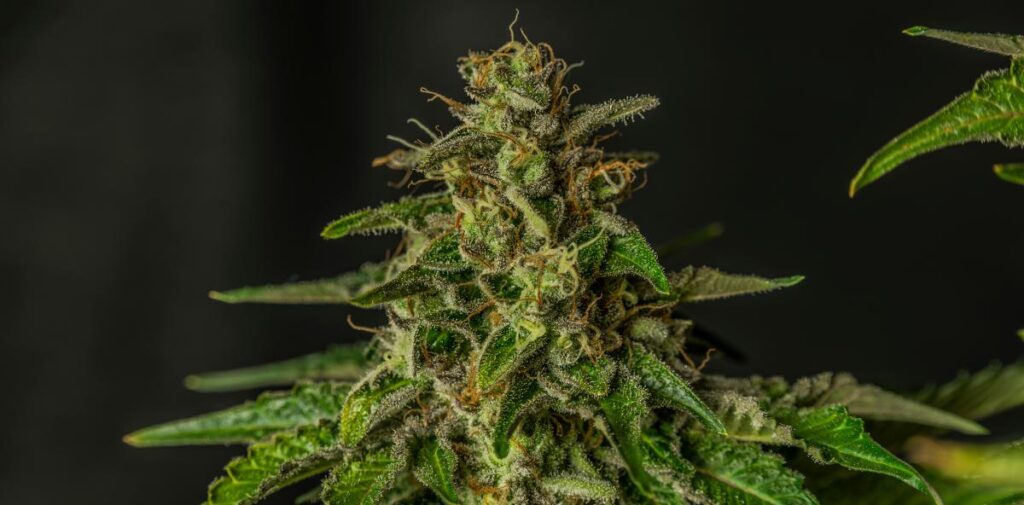 is marijuana addictive
