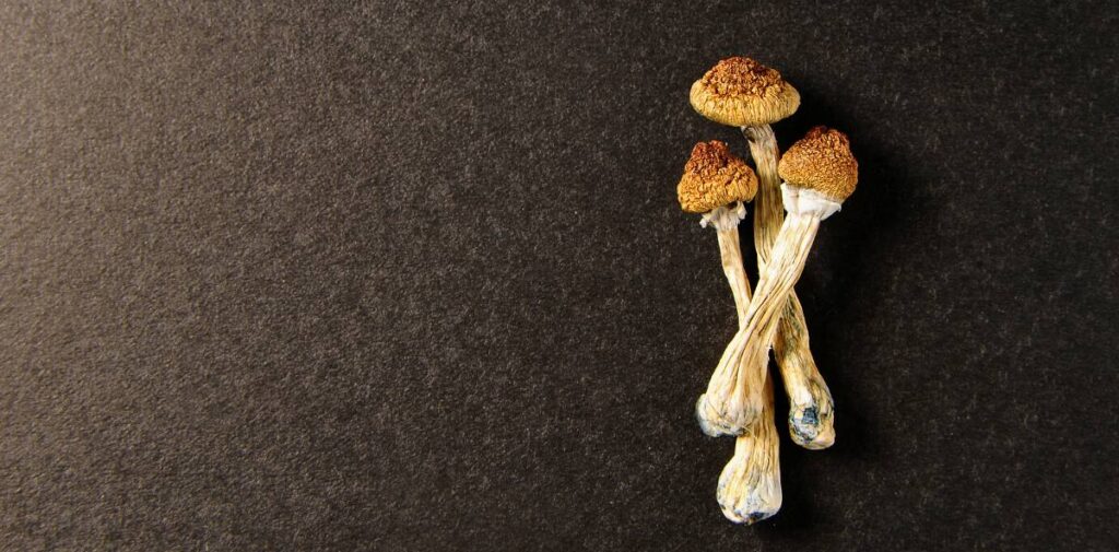 mushrooms and mental health